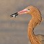 thumbs/IMG_1663.jpg